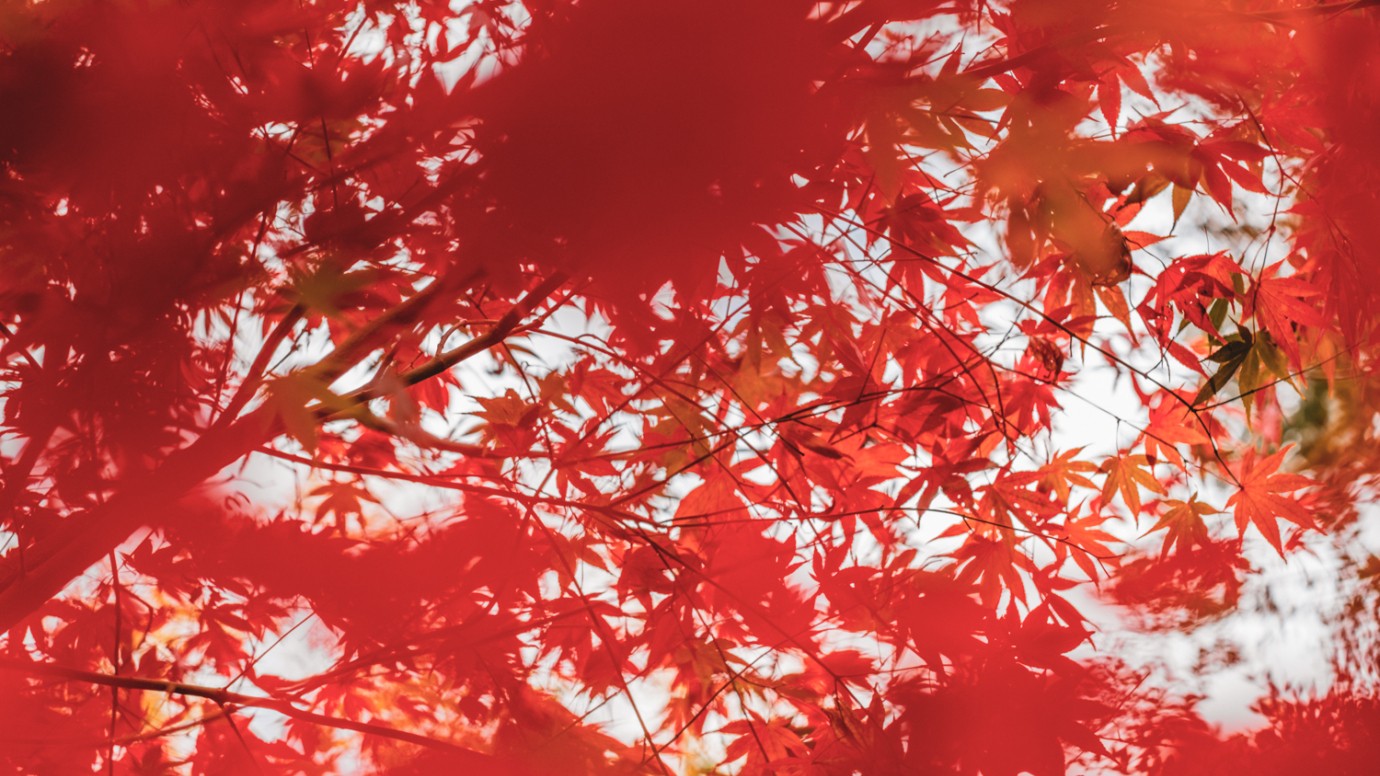 Bal d'Automne